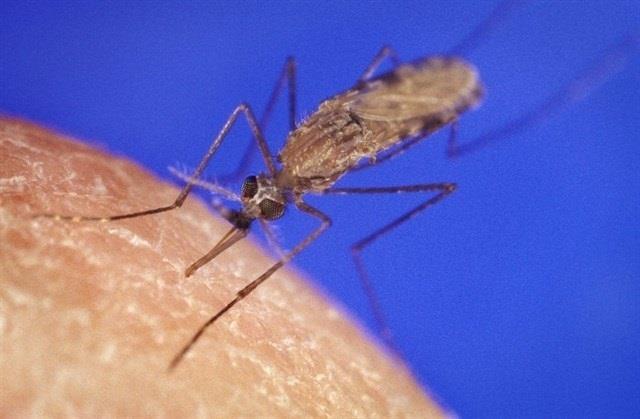 Malaria | COMMONS.WIKIMEDIA ep malaria