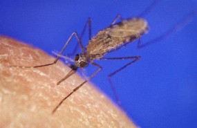 ep malaria
