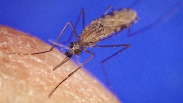 ep malaria