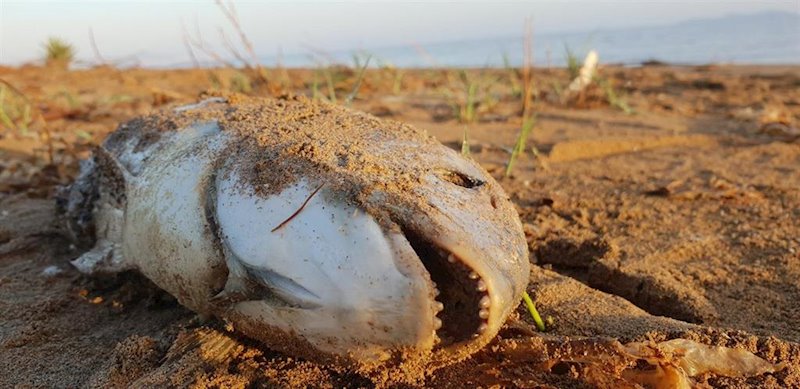 ep peces muertos a orillas del mar menor ep peces muertos a orillas del mar menor