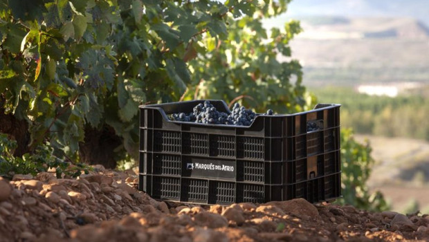 ep uvas en vinedo de marques de atrio