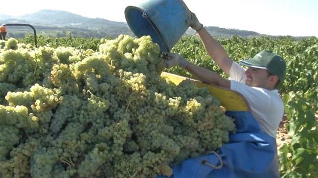 ep vendimia cava