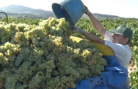 ep vendimia cava