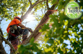 la tierra jardinera mejora los arboles con la poda la tierra jardinera mejora los arboles con la poda