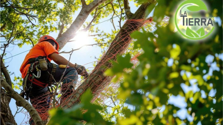 la tierra jardinera mejora los arboles con la poda