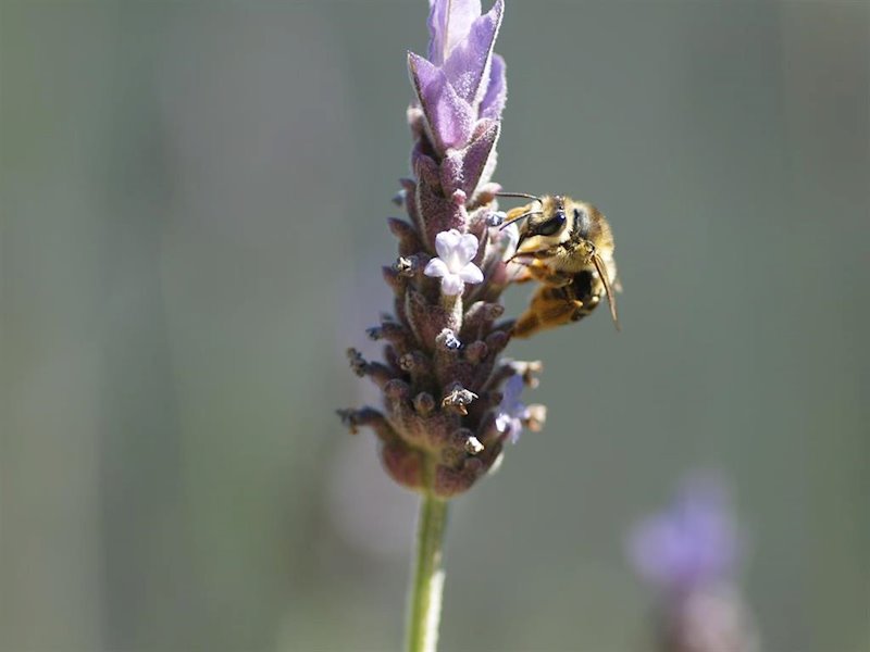 ep abeja silvestre polinizando una flor de lavanda lavandula dentata en un seto de cartagena ep abeja silvestre polinizando una flor de lavanda lavandula dentata en un seto de cartagena