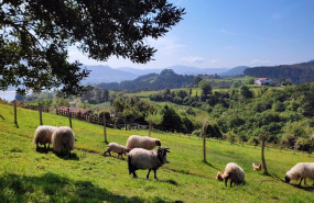 ep archivo   explotacion ganadera en mundaka bizkaia