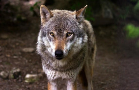 ep archivo lobo ep archivo lobo