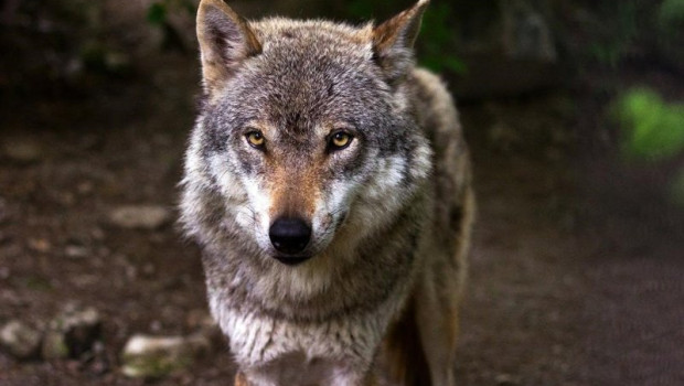 ep archivo   lobo