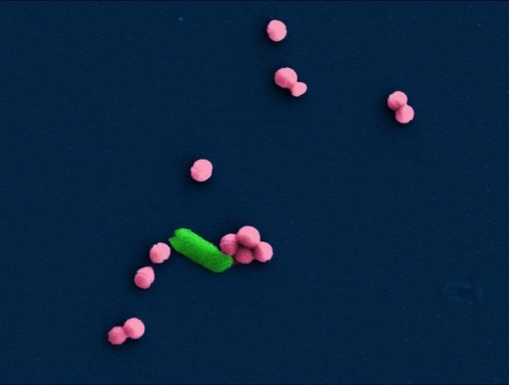 ep bacterias e coli en forma de barra y staphylococcus aureus esferica