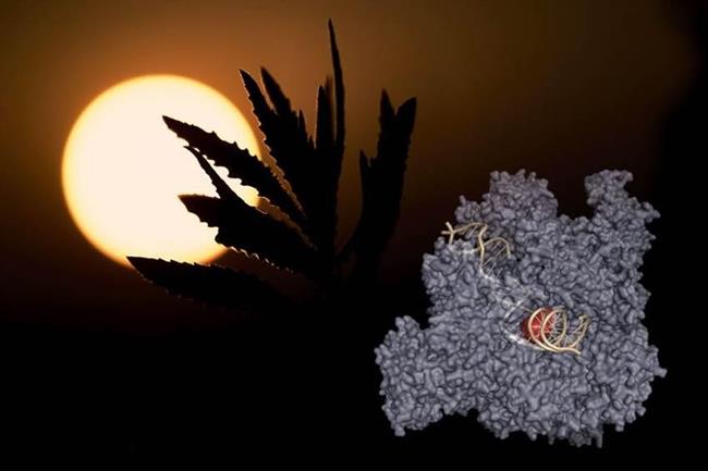 Células, sol, | CSIC ep celulas sol