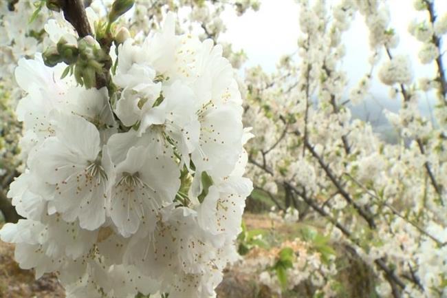 Cerezo en flor en el Valle del Jerte | EUROPA PRESS ep cerezoflorvallejerte