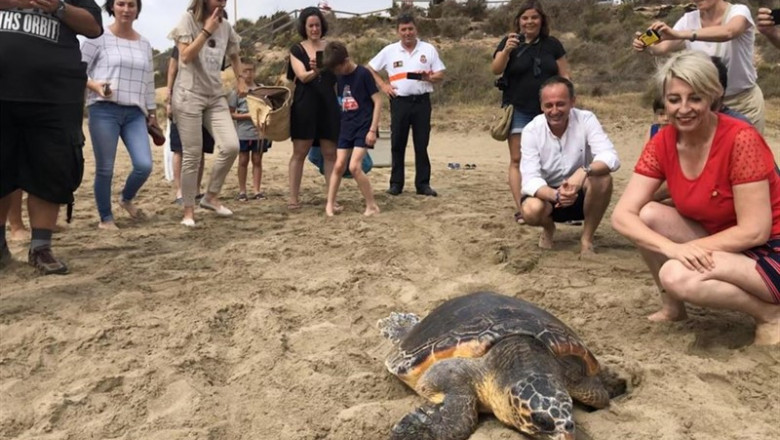 El consejero de Empleo, Universidades, Empresa y Medio Ambiente en funciones, Javier Celdrán, durante la liberación en Águilas de un ejemplar de tortuga boba tratada en el Centro de Recuperación de Fauna Silvestre de El Valle | CARM ep consejeroempleo universidades empresamedio ambientefunciones javier celdran duranteliberacion en aguilasun ejemplartortuga boba tratadacentrorecuperacionfauna silvestrevalle