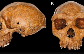 ep craneo broken hill kabwe 1 de homo heidelbergensis