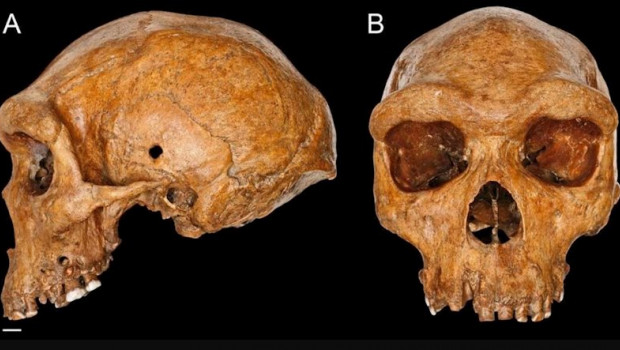 ep craneo broken hill kabwe 1 de homo heidelbergensis