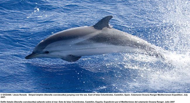 Delfín En El Área De Columbretes | OCEANA ep delfinel areacolumbretes