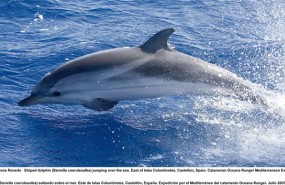 ep delfinel areacolumbretes