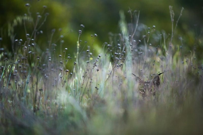 ep ejemplar de lince iberico