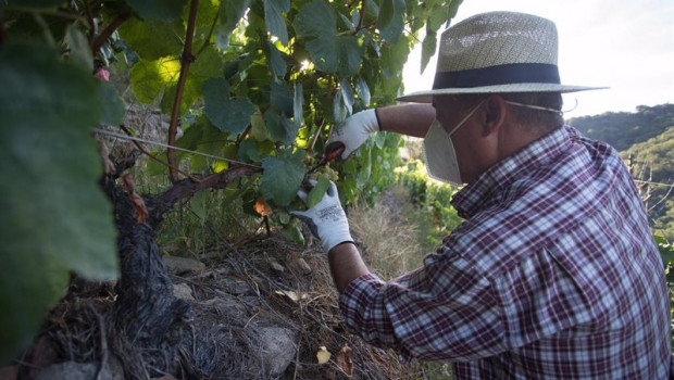 ep un vendimiador corta racimos de uvas en el vinedo