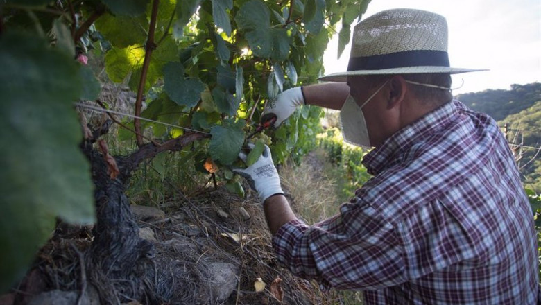 ep un vendimiador corta racimos de uvas en el vinedo ep un vendimiador corta racimos de uvas en el vinedo