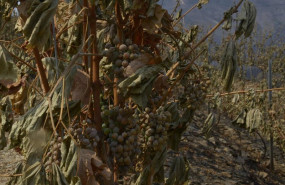 ep vina afectado por el fuego en las laderas de cernego en villamartin de valdeorras ourense galicia