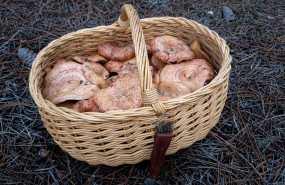 1608500101 niscalos03 1608500101 niscalos03