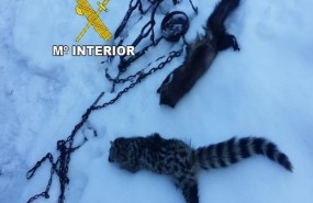 ep animales encontrados muertoslos agentes