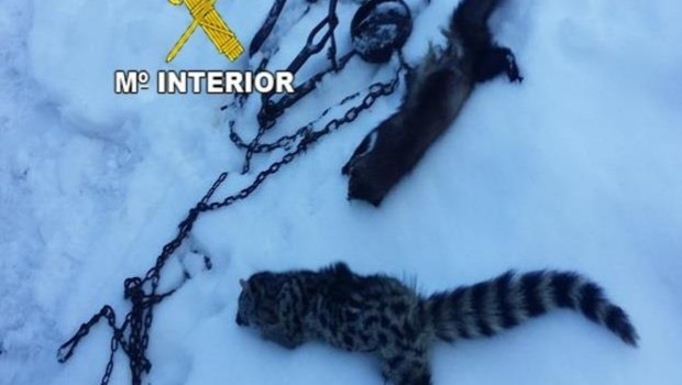 ep animales encontrados muertoslos agentes