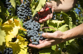 ep archivo   rioja alavesa un brindis a la vendimia con experiencias que van del pisado a la copa