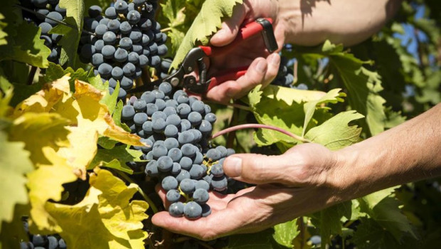 ep archivo rioja alavesa un brindis a la vendimia con experiencias que van del pisado a la copa ep archivo rioja alavesa un brindis a la vendimia con experiencias que van del pisado a la copa