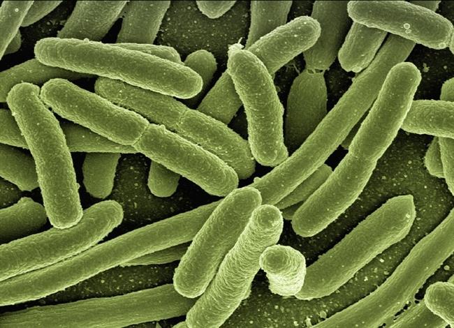 ep bacteria