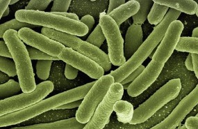 ep bacteria