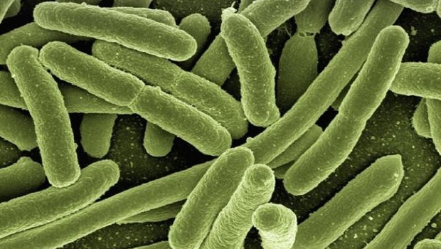 ep bacteria