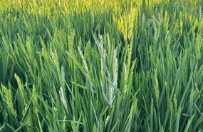 ep espigas de arroz