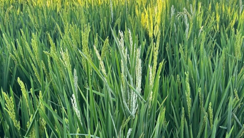 ep espigas de arroz