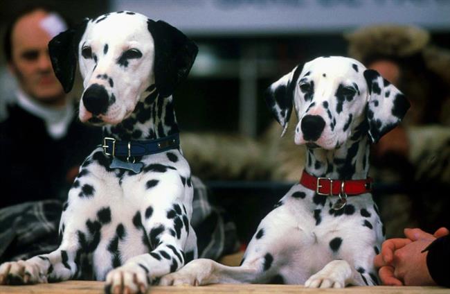 ep fotograma 101 dalmata