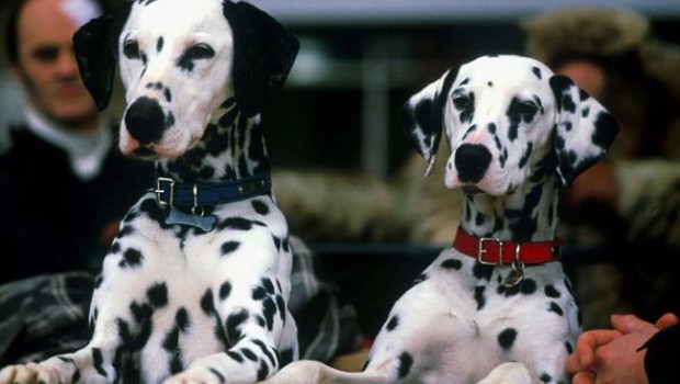ep fotograma 101 dalmata