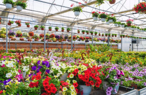 ep los viveros espanoles produjeron flores y plantas por valor de 900 millones de euros en 2021