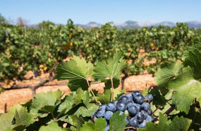 ep riu aumenta hasta un 10 el consumo de producto local en sus hoteles de baleares