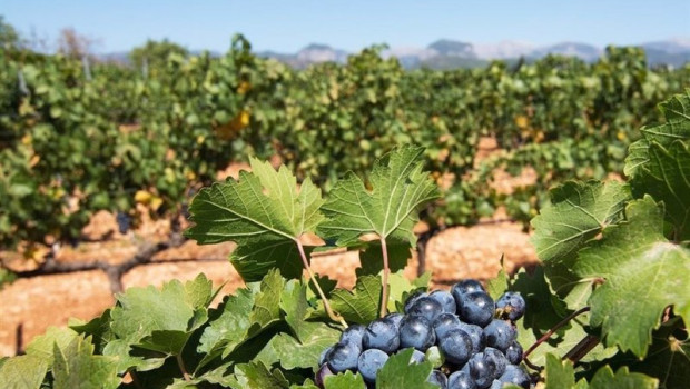 ep riu aumenta hasta un 10 el consumo de producto local en sus hoteles de baleares ep riu aumenta hasta un 10 el consumo de producto local en sus hoteles de baleares