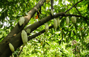 planta cacao planta cacao