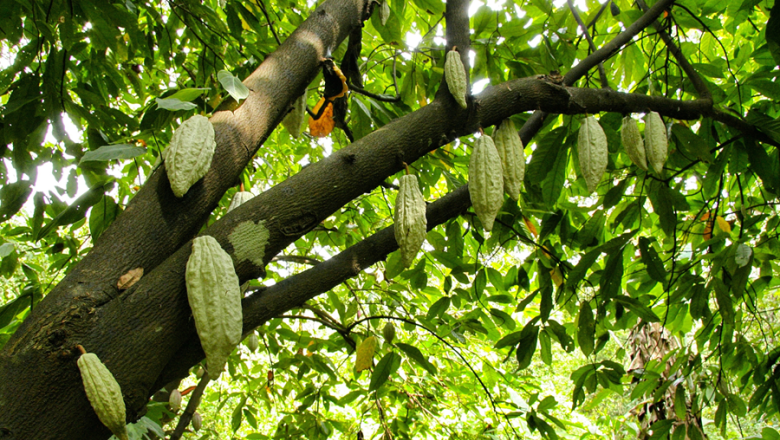 planta cacao
