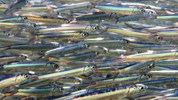 anchovetas peru mas