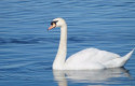cbcisne blanco de1 cbcisne blanco de1