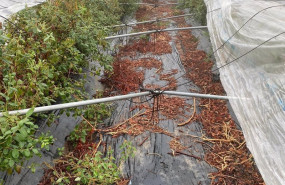 ep archivo   danos producidos por el temporal en una finca de arandanos