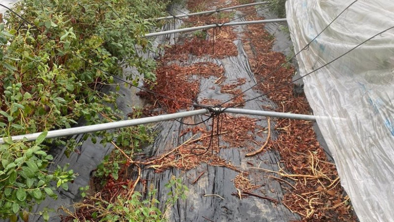 Archivo - Daños producidos por el temporal en una finca de arándanos. | AGROSEGURO. - Archivo ep archivo danos producidos por el temporal en una finca de arandanos