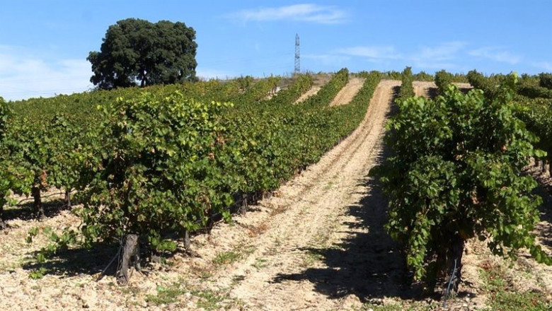 Archivo - Viñedos en la provincia de Valladolid. | EUROPA PRESS - Archivo ep archivo vinedos en la provincia de valladolid