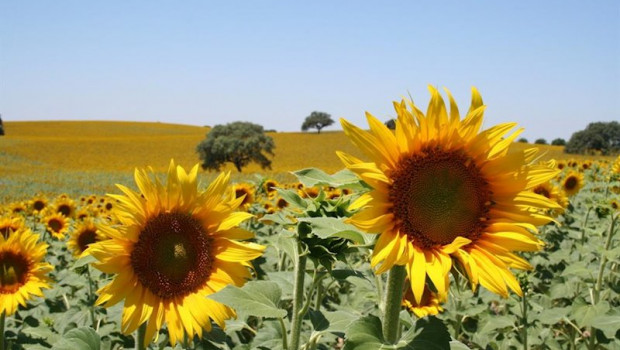 ep campo de girasol pipa de girasol