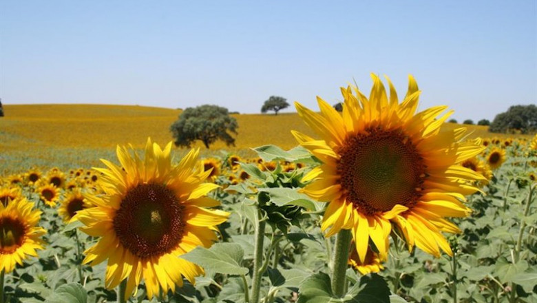 ep campo de girasol pipa de girasol