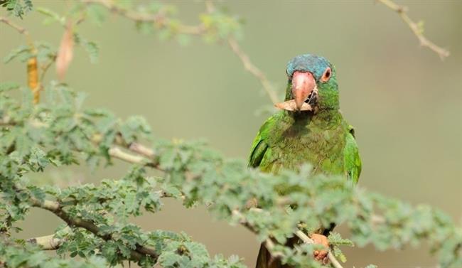 ep diferentes especiesloros estudiadasbolivia